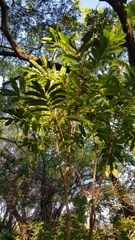 Protorhus longifolia