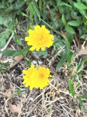 Krigia dandelion