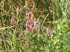 Lathyrus jepsonii
