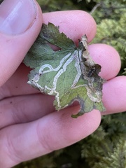 Phytomyza tigris