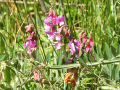 Lathyrus jepsonii