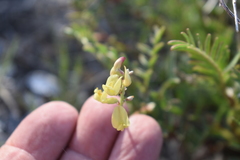 Astragalus douglasii