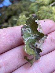 Phytomyza tigris