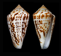 Conus carcellesi