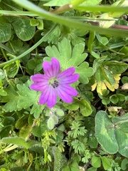 Geranium molle