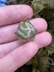 Phytomyza tigris