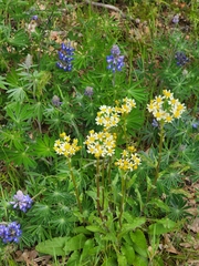 Senecio integerrimus ochroleucus