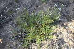 Astragalus douglasii