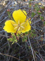Calochortus weedii