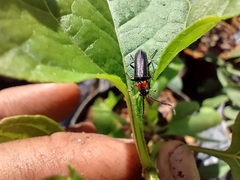 Cantharis tuberculata