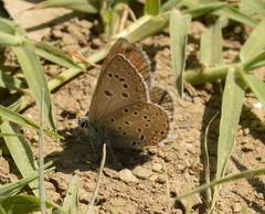 Polyommatus celina
