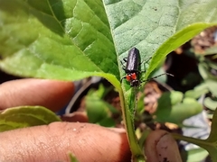 Cantharis tuberculata