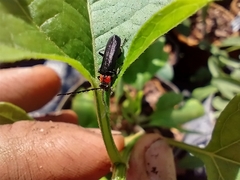 Cantharis tuberculata