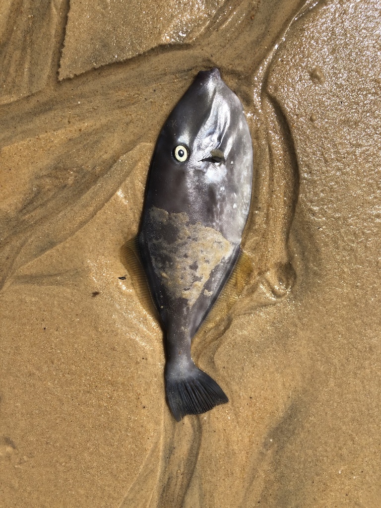 Leatherjacket