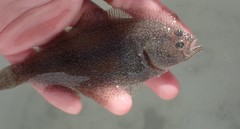 Psettichthys melanostictus