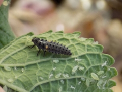 Hippodamia variegata