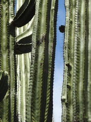 Stenocereus montanus