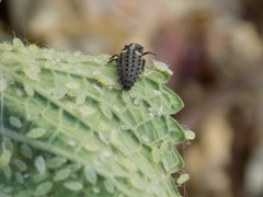 Hippodamia variegata