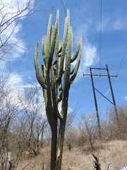 Stenocereus montanus