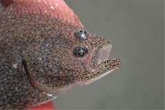 Psettichthys melanostictus