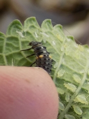 Hippodamia variegata