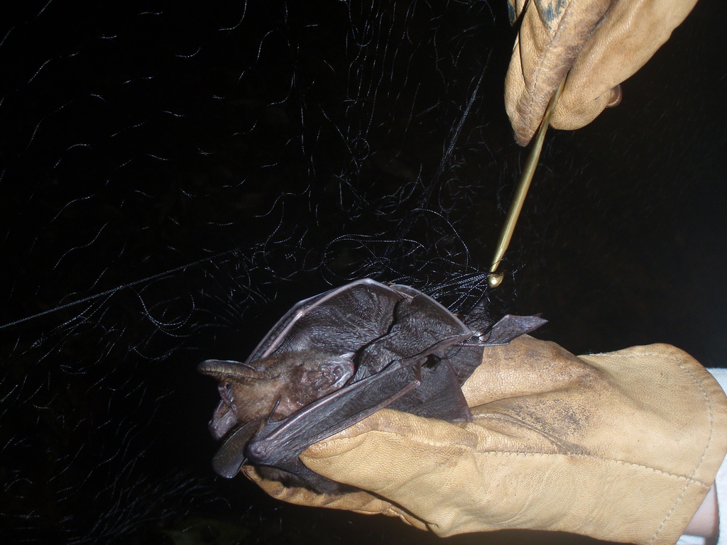 Large Slit-faced Bat