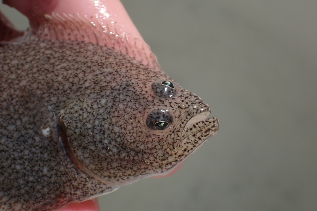 Sand Sole