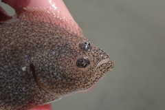 Psettichthys melanostictus