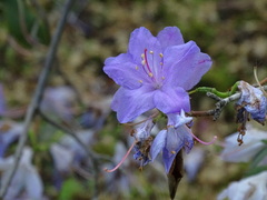 Rhododendron augustinii