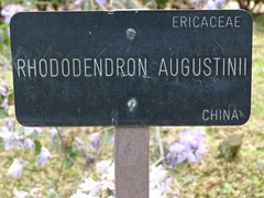 Rhododendron augustinii