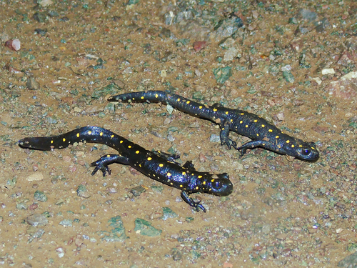 Anatolia Newt, Neurergus strauchii