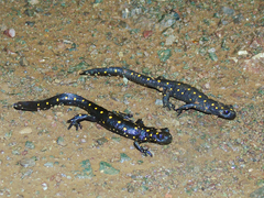 Neurergus barani