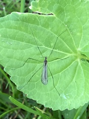 Gnophomyia tristissima