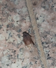 Maladera insanabilis