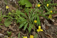 Ranunculus cassubicus