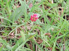 Trifolium incarnatum molinerii