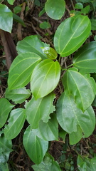 Scepocarpus trinervis