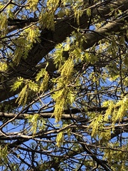 Quercus