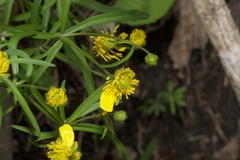 Ranunculus cassubicus
