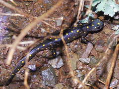Neurergus barani