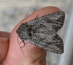 Anarta fusculenta
