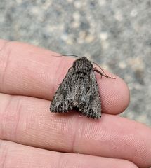 Anarta fusculenta