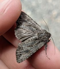 Anarta fusculenta