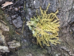 Quercus