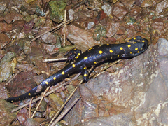 Neurergus barani