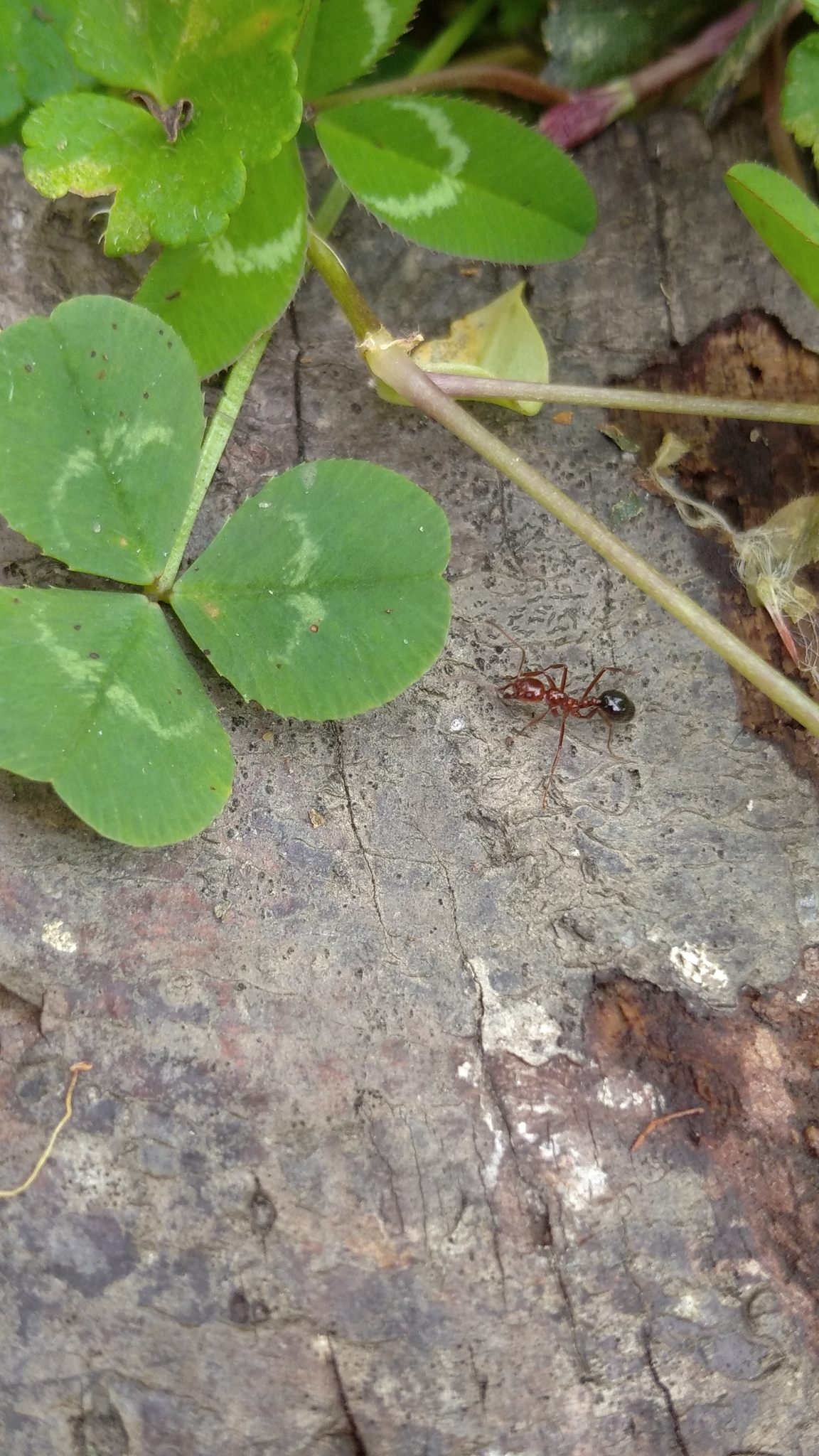 Megalomyrmex acauna