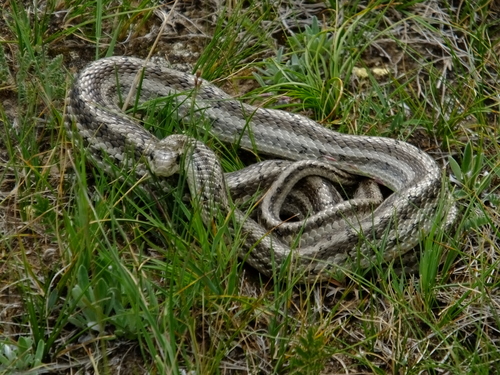 Steppe Ratsnake
