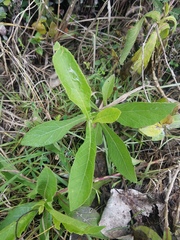 Verbesina virginica image
