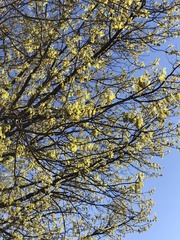 Quercus
