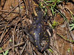 Neurergus barani